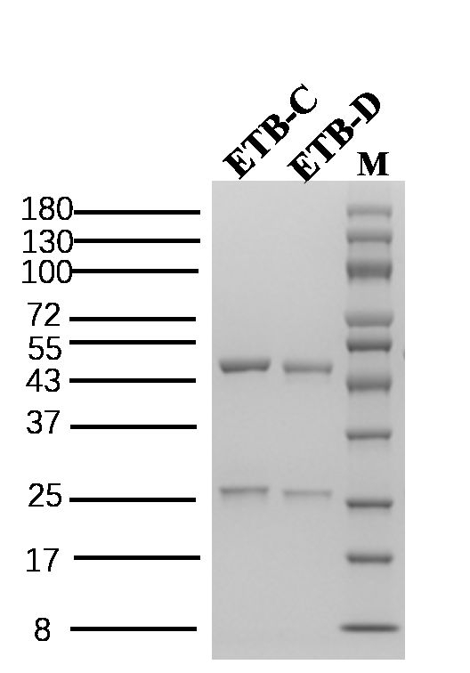 Staphylococcus Enterotoxin B Antibody in SDS-PAGE (SDS-PAGE)
