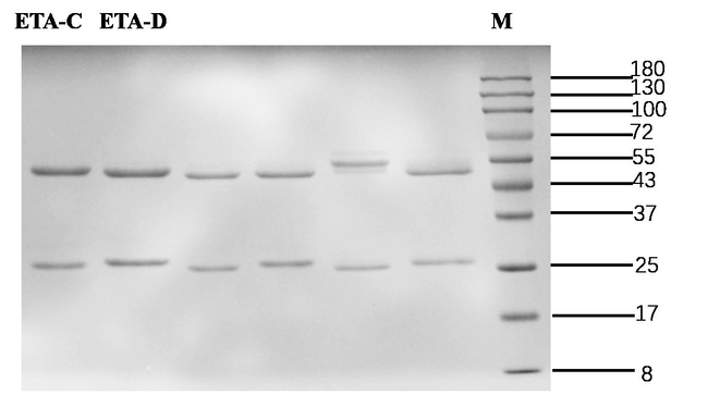 Enterotoxin A Antibody in SDS-PAGE (SDS-PAGE)
