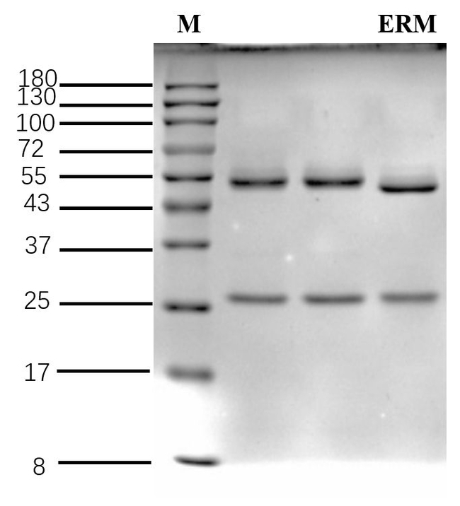 Enramycin Antibody in SDS-PAGE (SDS-PAGE)