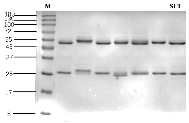Endosulfan Antibody in SDS-PAGE (SDS-PAGE)