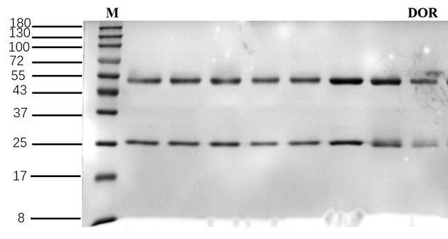 Doramectin Antibody in SDS-PAGE (SDS-PAGE)