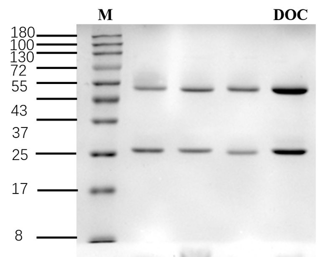 Docetaxel Antibody in SDS-PAGE (SDS-PAGE)