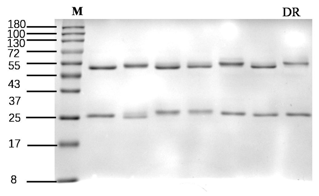 Diuron Antibody in SDS-PAGE (SDS-PAGE)