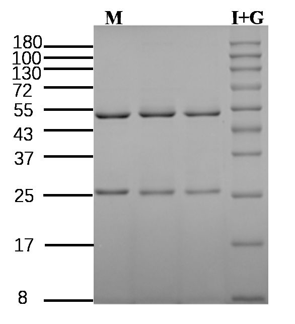 Disodium 5-ribonucleotide Antibody in SDS-PAGE (SDS-PAGE)