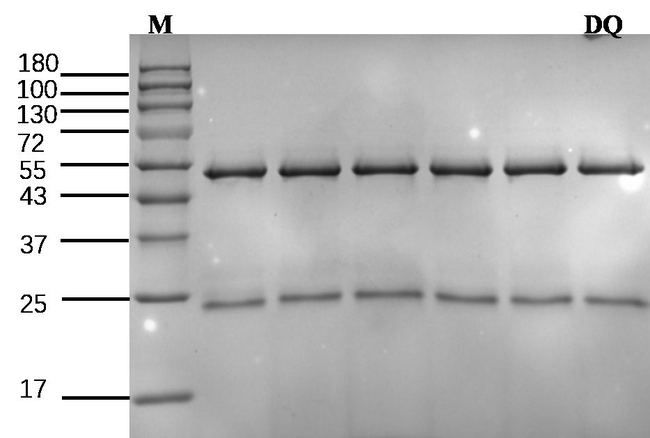 Diquat Antibody in SDS-PAGE (SDS-PAGE)