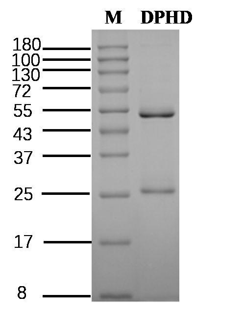 Diphenhydramine Antibody in SDS-PAGE (SDS-PAGE)