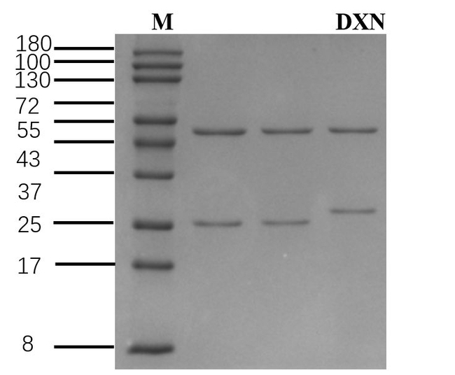 Dioxin Antibody in SDS-PAGE (SDS-PAGE)
