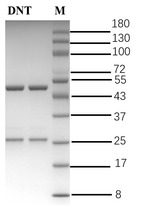 Dinitolmide Antibody in SDS-PAGE (SDS-PAGE)