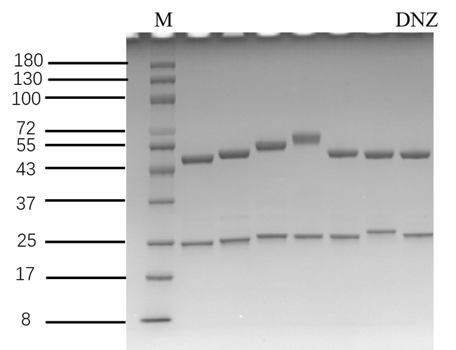 Diniconazole Antibody in SDS-PAGE (SDS-PAGE)