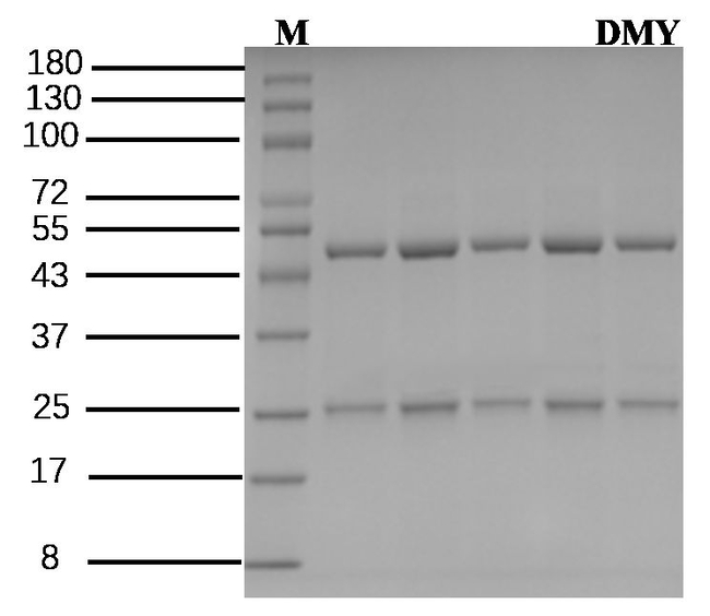 Dimethyl yellow Antibody in SDS-PAGE (SDS-PAGE)