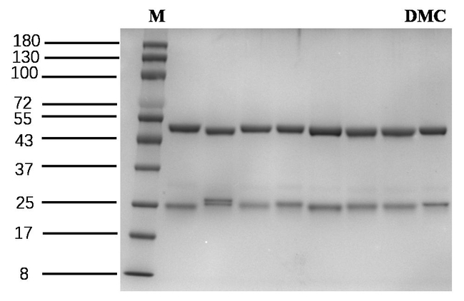 Dimethachlon Antibody in SDS-PAGE (SDS-PAGE)