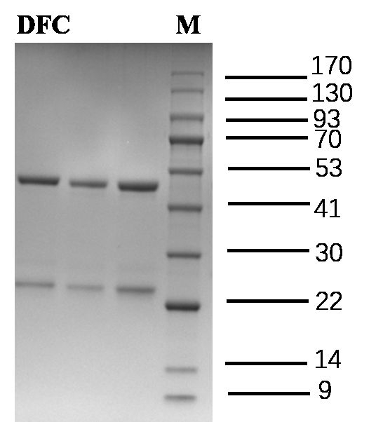Diethofencarb Antibody in SDS-PAGE (SDS-PAGE)