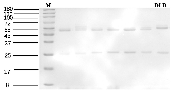 Dieldrin Antibody in SDS-PAGE (SDS-PAGE)