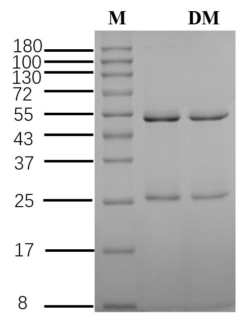 Diclofop-methyl Antibody in SDS-PAGE (SDS-PAGE)