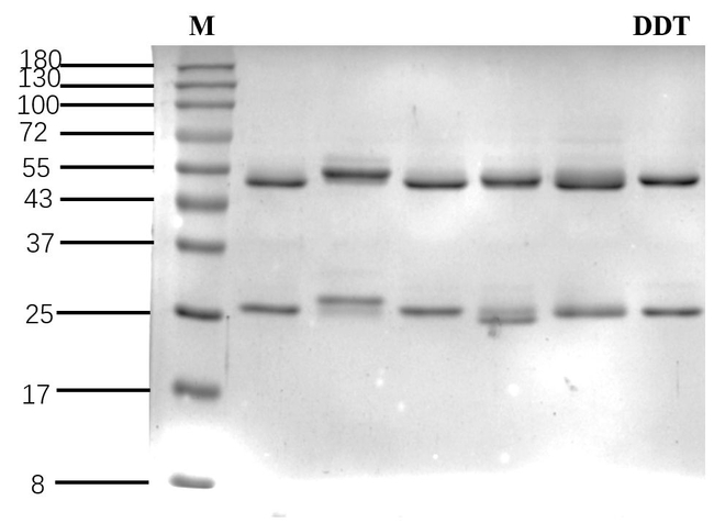 Dichlorodiphenyltrichloroethane Antibody in SDS-PAGE (SDS-PAGE)