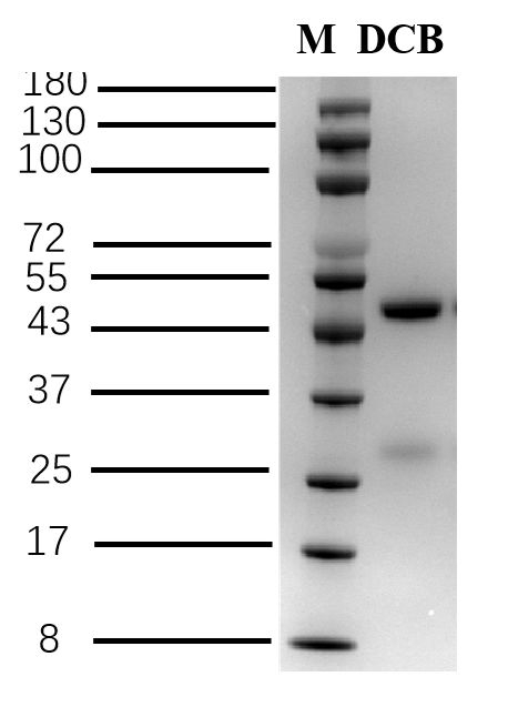 Dicamba Antibody in SDS-PAGE (SDS-PAGE)
