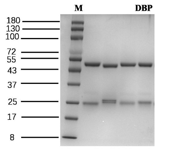 Dibutyl phthalate Antibody in SDS-PAGE (SDS-PAGE)