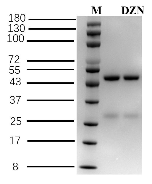 Diazinon Antibody in SDS-PAGE (SDS-PAGE)