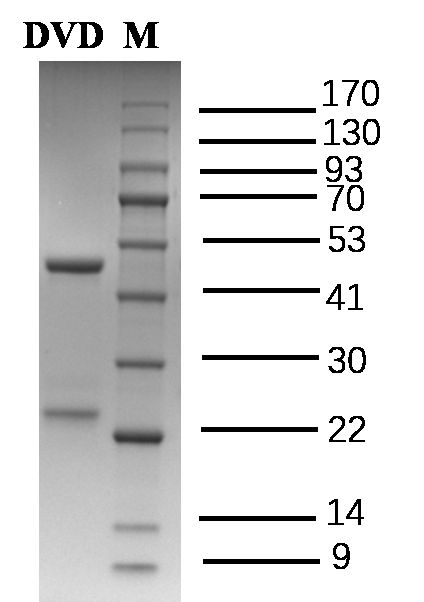 Diaveridine Antibody in SDS-PAGE (SDS-PAGE)