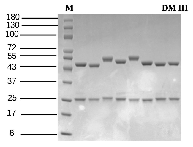 Diamides III Antibody in SDS-PAGE (SDS-PAGE)