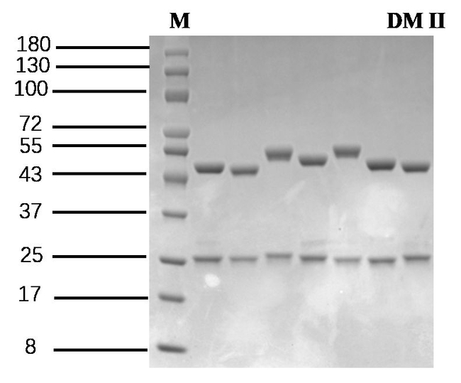 Diamides II Antibody in SDS-PAGE (SDS-PAGE)
