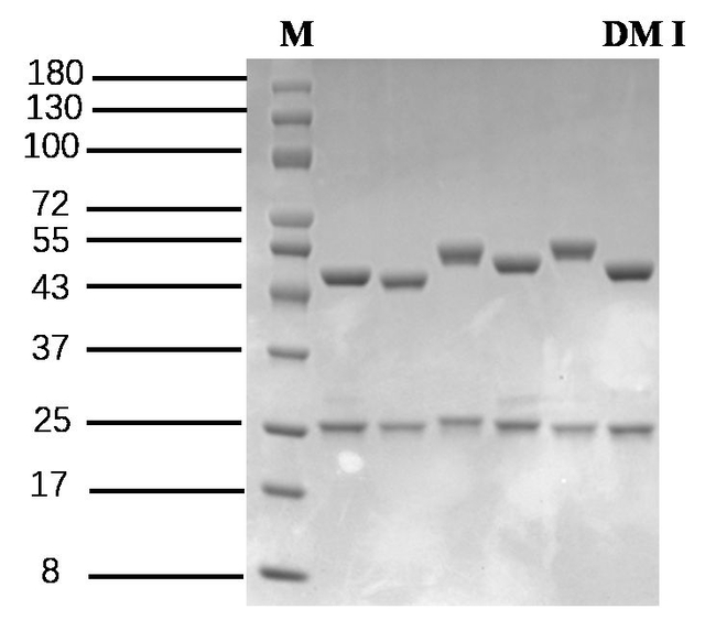Diamides I Antibody in SDS-PAGE (SDS-PAGE)