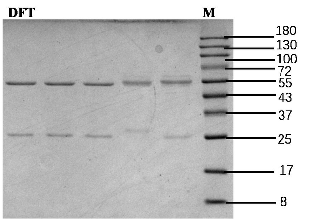 Diafenthiuron Antibody in SDS-PAGE (SDS-PAGE)