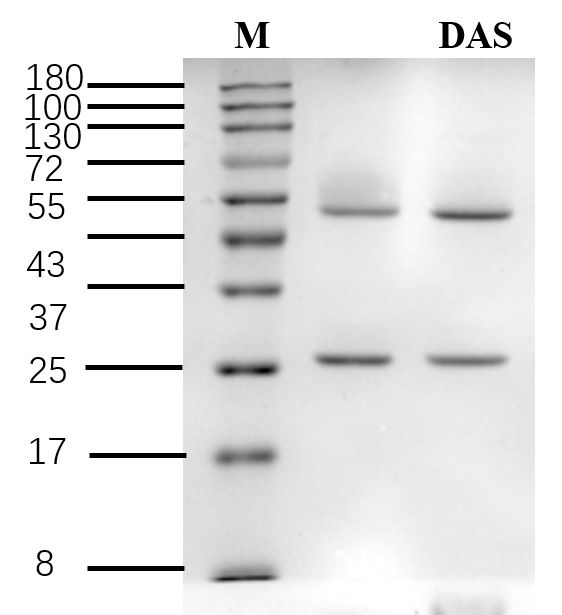 Diacetoxyscirpenol Antibody in SDS-PAGE (SDS-PAGE)