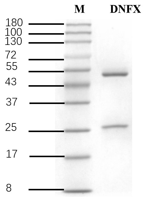 Danofloxacin Antibody in SDS-PAGE (SDS-PAGE)