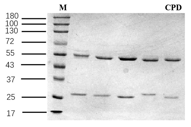 Cyprodinil Antibody in SDS-PAGE (SDS-PAGE)