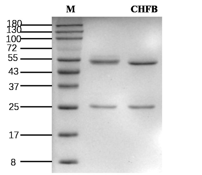 Cyhalofop-butyl Antibody in SDS-PAGE (SDS-PAGE)