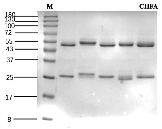 Cyhalofop acid Antibody in SDS-PAGE (SDS-PAGE)