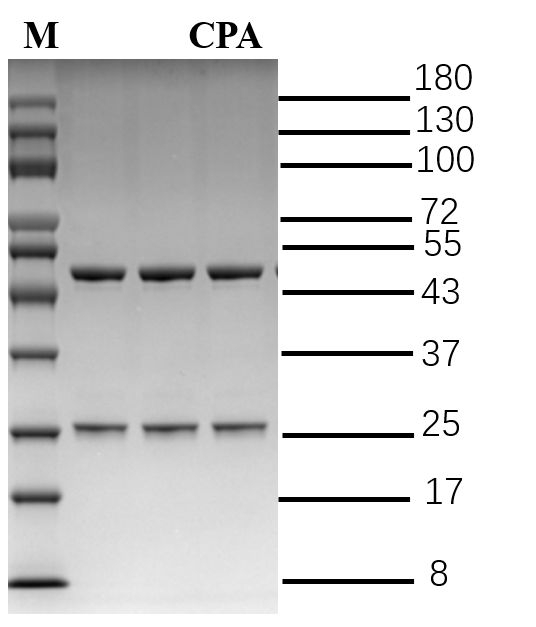 Cyclopiazonic acid Antibody in SDS-PAGE (SDS-PAGE)
