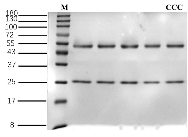 Colchicine Antibody in SDS-PAGE (SDS-PAGE)