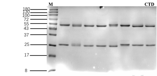 Clothianidin Antibody in SDS-PAGE (SDS-PAGE)