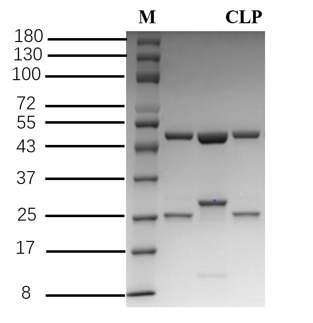 Clorprenaline Antibody in SDS-PAGE (SDS-PAGE)