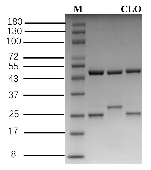 Clonidine Antibody in SDS-PAGE (SDS-PAGE)