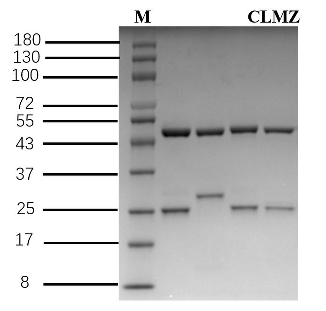 Clomazone Antibody in SDS-PAGE (SDS-PAGE)