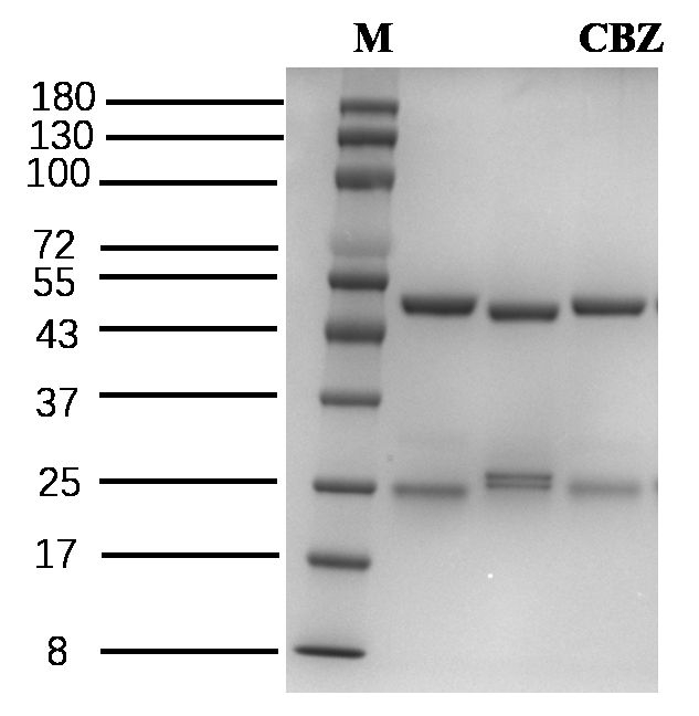 Climbazole Antibody in SDS-PAGE (SDS-PAGE)