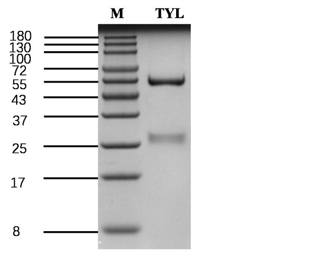 Tylosin Antibody in SDS-PAGE (SDS-PAGE)