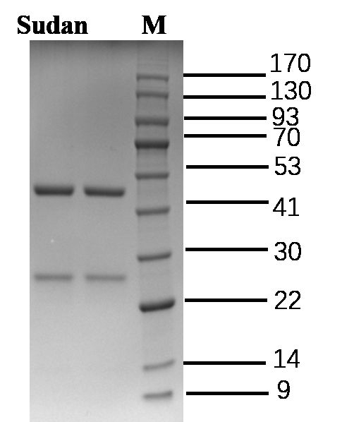 Sudan Antibody in SDS-PAGE (SDS-PAGE)