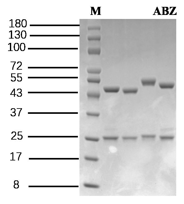 Albendazole I Antibody in SDS-PAGE (SDS-PAGE)