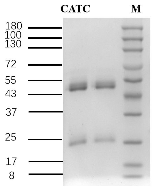 Acetochlor Antibody in SDS-PAGE (SDS-PAGE)