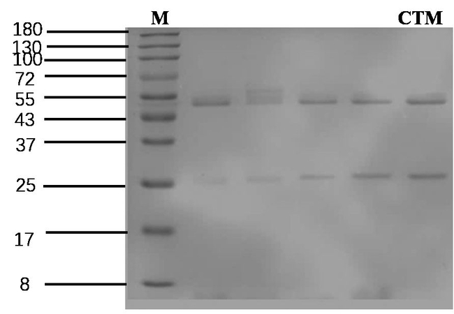 Clarithromycin Antibody in SDS-PAGE (SDS-PAGE)