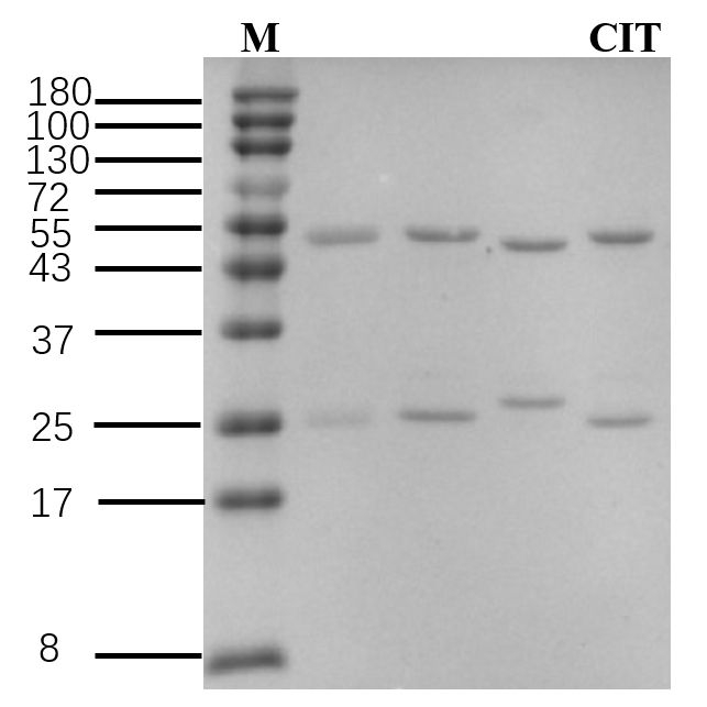 Citrinin Antibody in SDS-PAGE (SDS-PAGE)