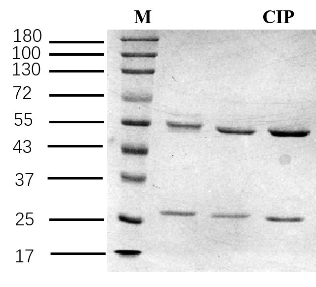 Ciprofloxacin Antibody in SDS-PAGE (SDS-PAGE)