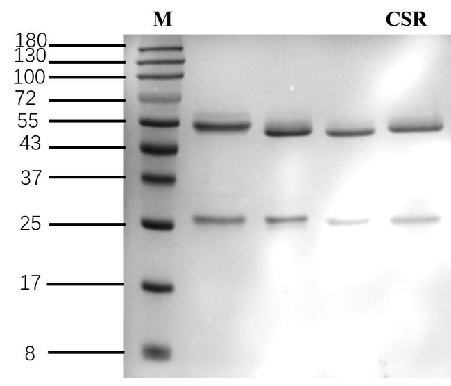 Cinosulfuron Antibody in SDS-PAGE (SDS-PAGE)