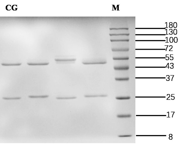 Cholyglycine Antibody in SDS-PAGE (SDS-PAGE)