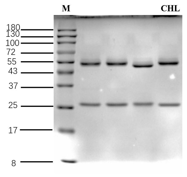 Chlorsulfuron Antibody in SDS-PAGE (SDS-PAGE)