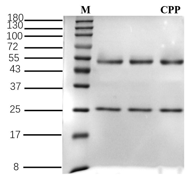 Chlorpropham Antibody in SDS-PAGE (SDS-PAGE)